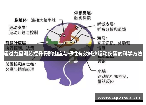 通过力量训练提升骨骼密度与韧性有效减少运动伤害的科学方法